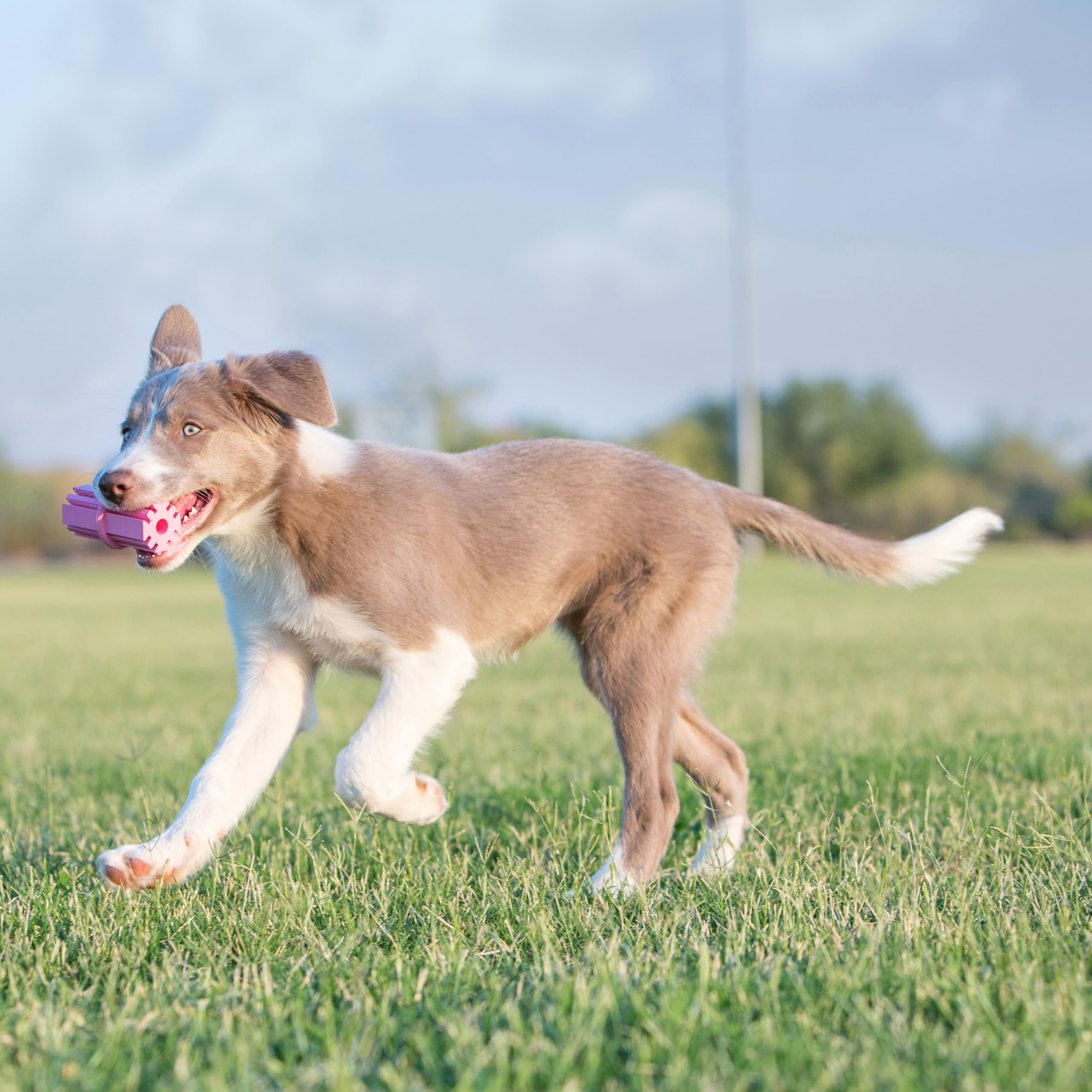 KONG Puppy Teething Stick en colores aleatorios para sorpresa visual.