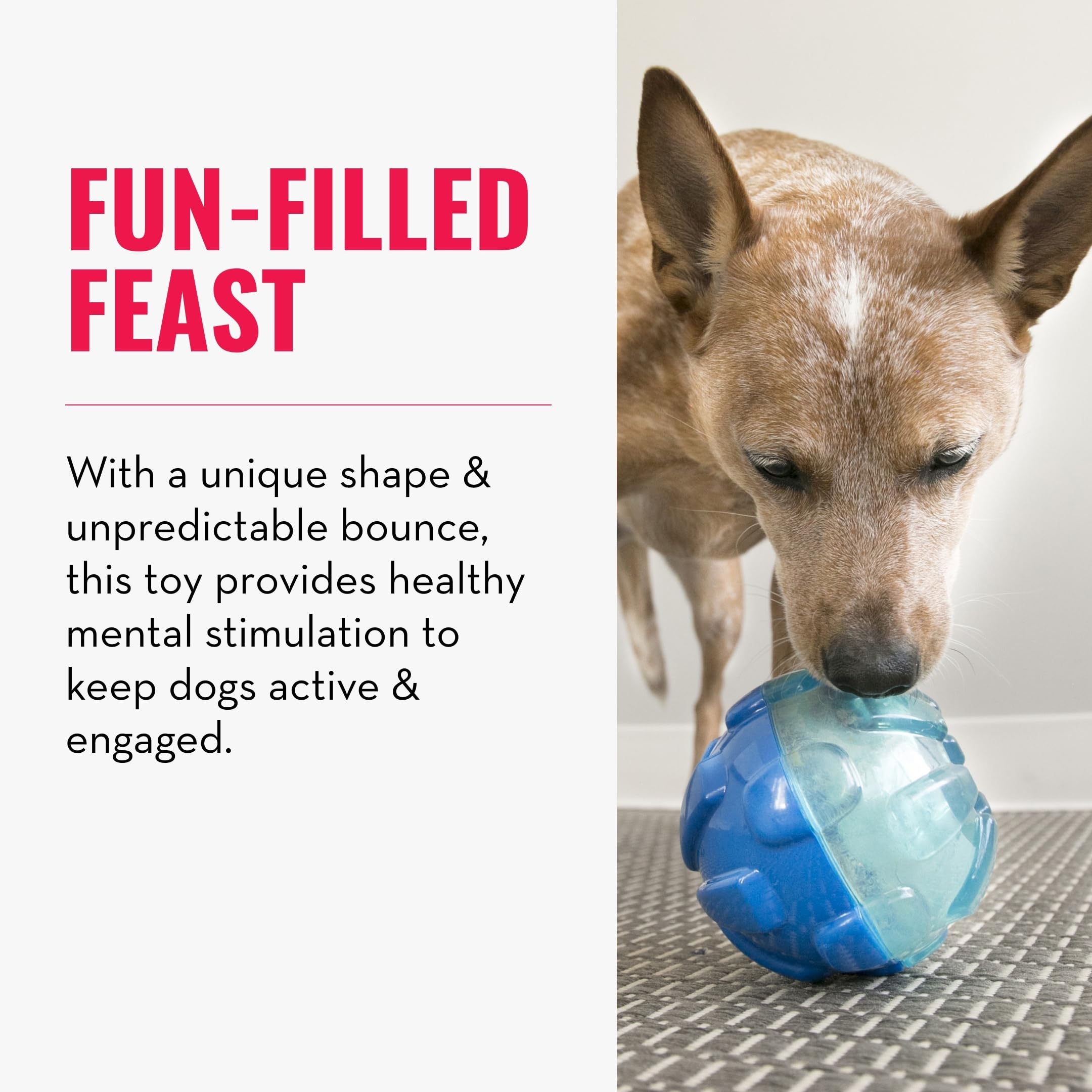 KONG Rewards Ball: visual de rebote para mantener activo al perro.