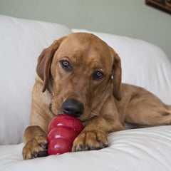 KONG Snacks sin trigo para perros con sensibilidades alimentarias