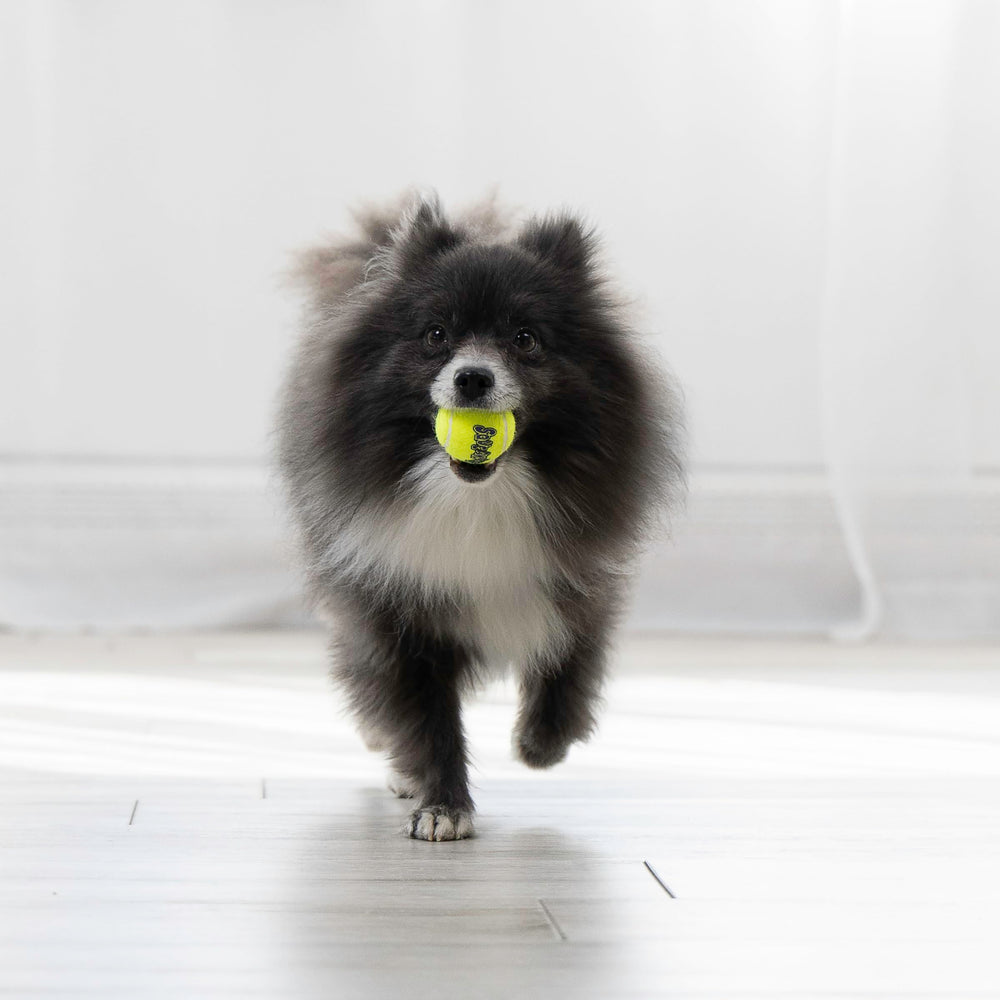 KONG Squeakair Ball: diseño duradero que resiste mordiscos y saltos durante el juego