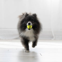 KONG Squeakair Ball: diseño duradero que resiste mordiscos y saltos durante el juego