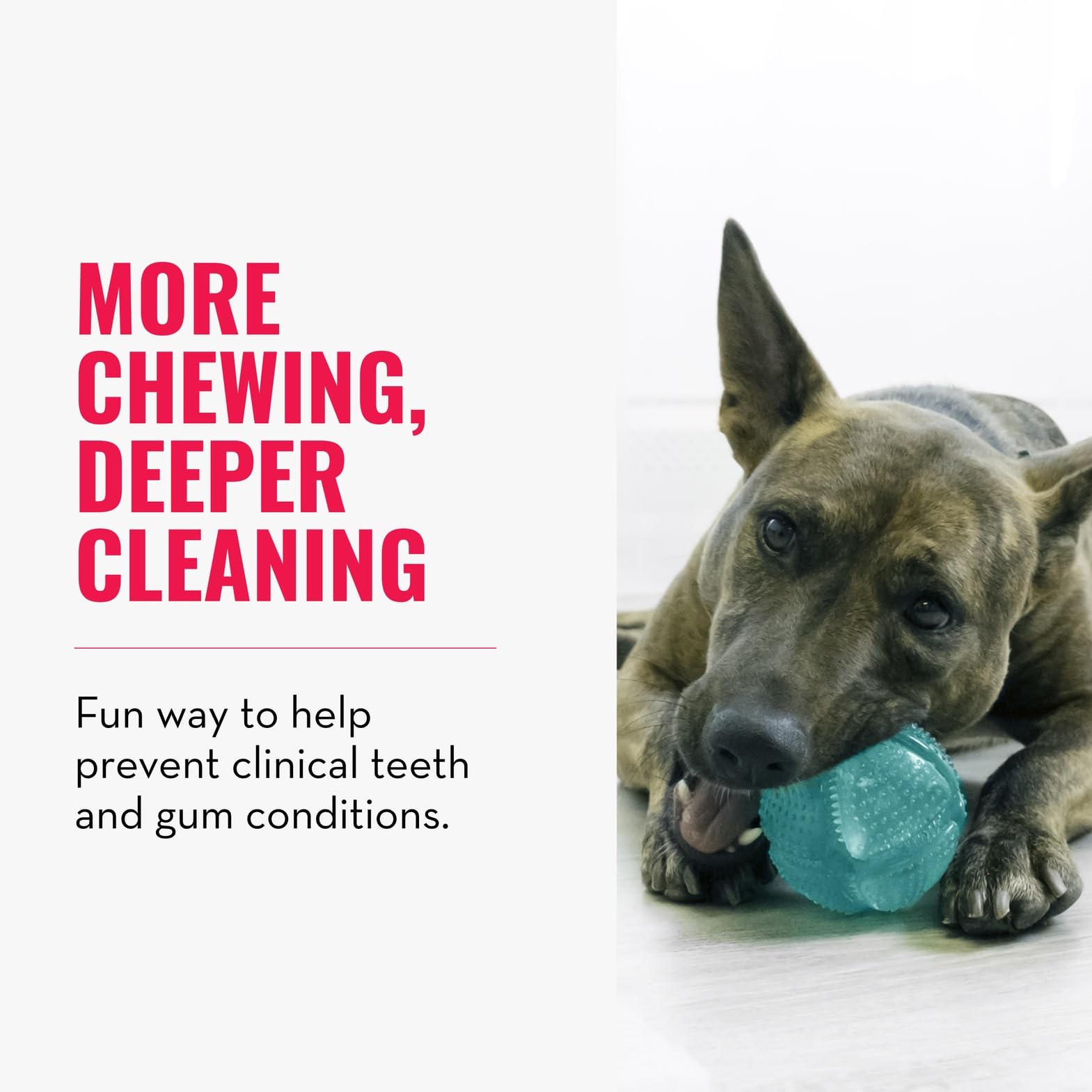 KONG Squeezz bola dental, para perros medianos y grandes, ideal para juego y limpieza bucal.