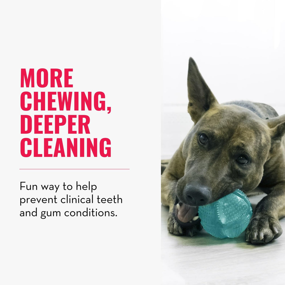 KONG Squeezz bola dental, para perros medianos y grandes, ideal para juego y limpieza bucal.
