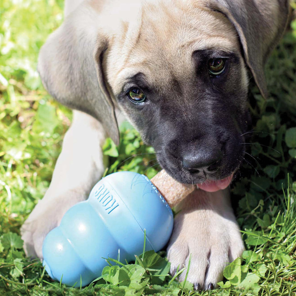Ideal para rellenar juguetes KONG con Ziggies para cachorros.