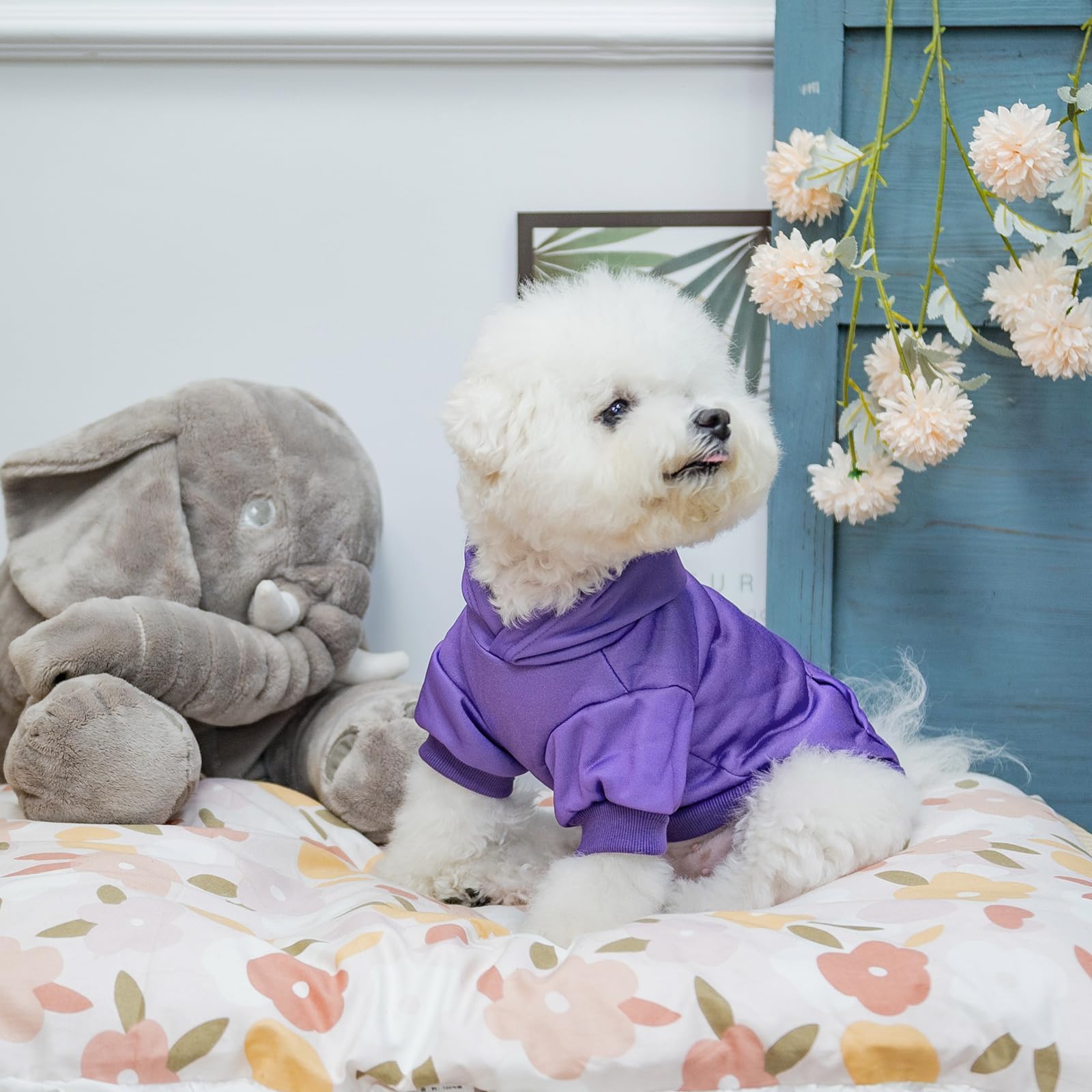 KOOLTAIL Basic Dog Hoodie, recomendado para uso exterior y caminatas.