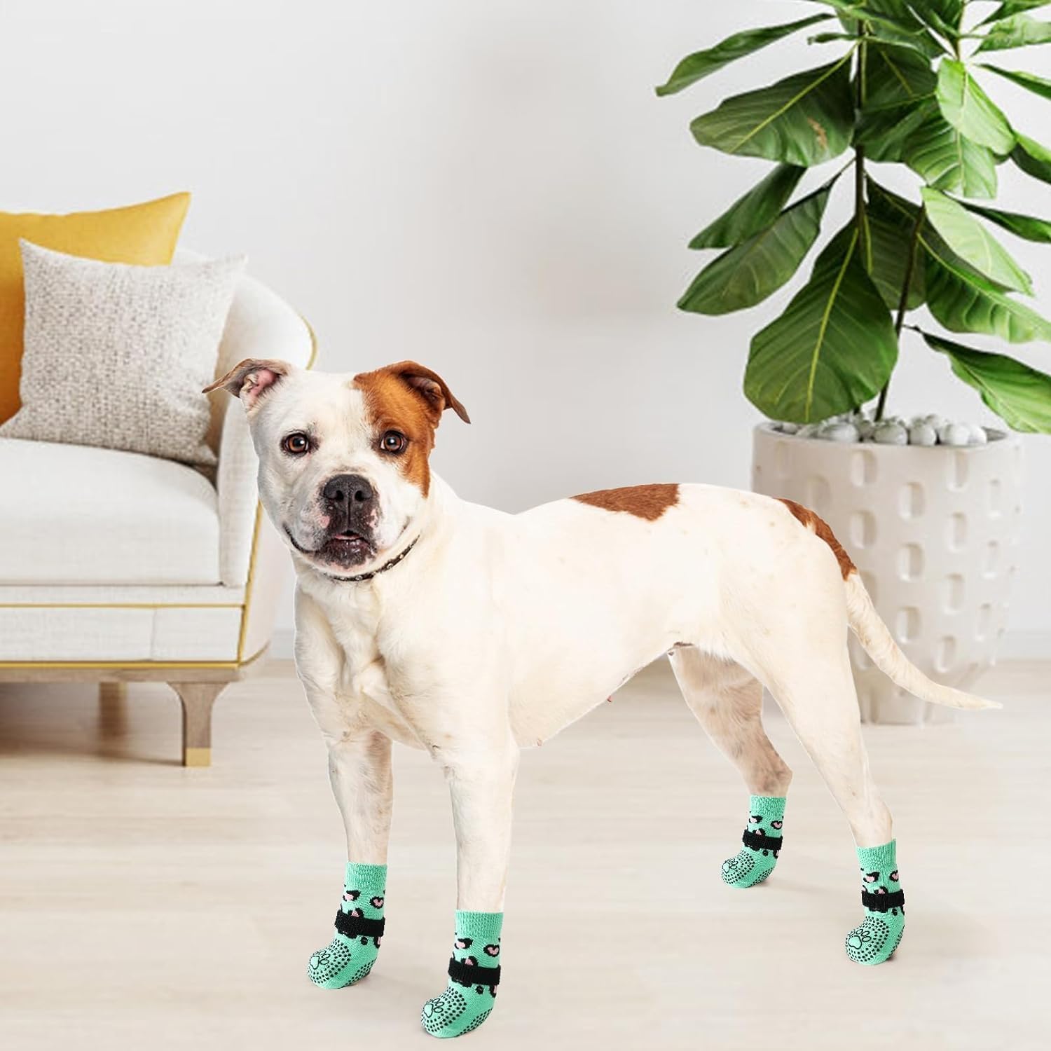 KOOLTAIL evita lamer heridas mientras camina al aire libre