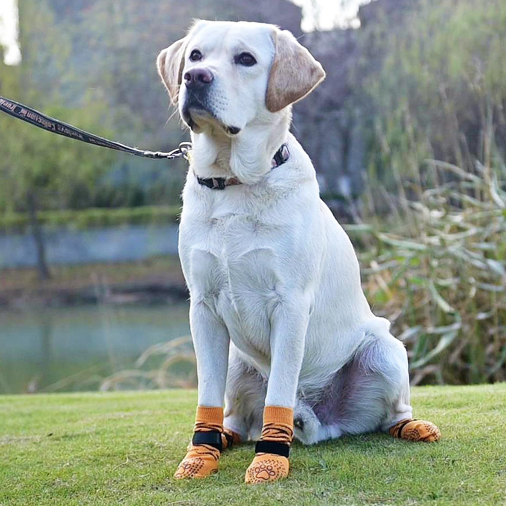 KOOLTAIL calcetines para perros: uso en casa o paseo