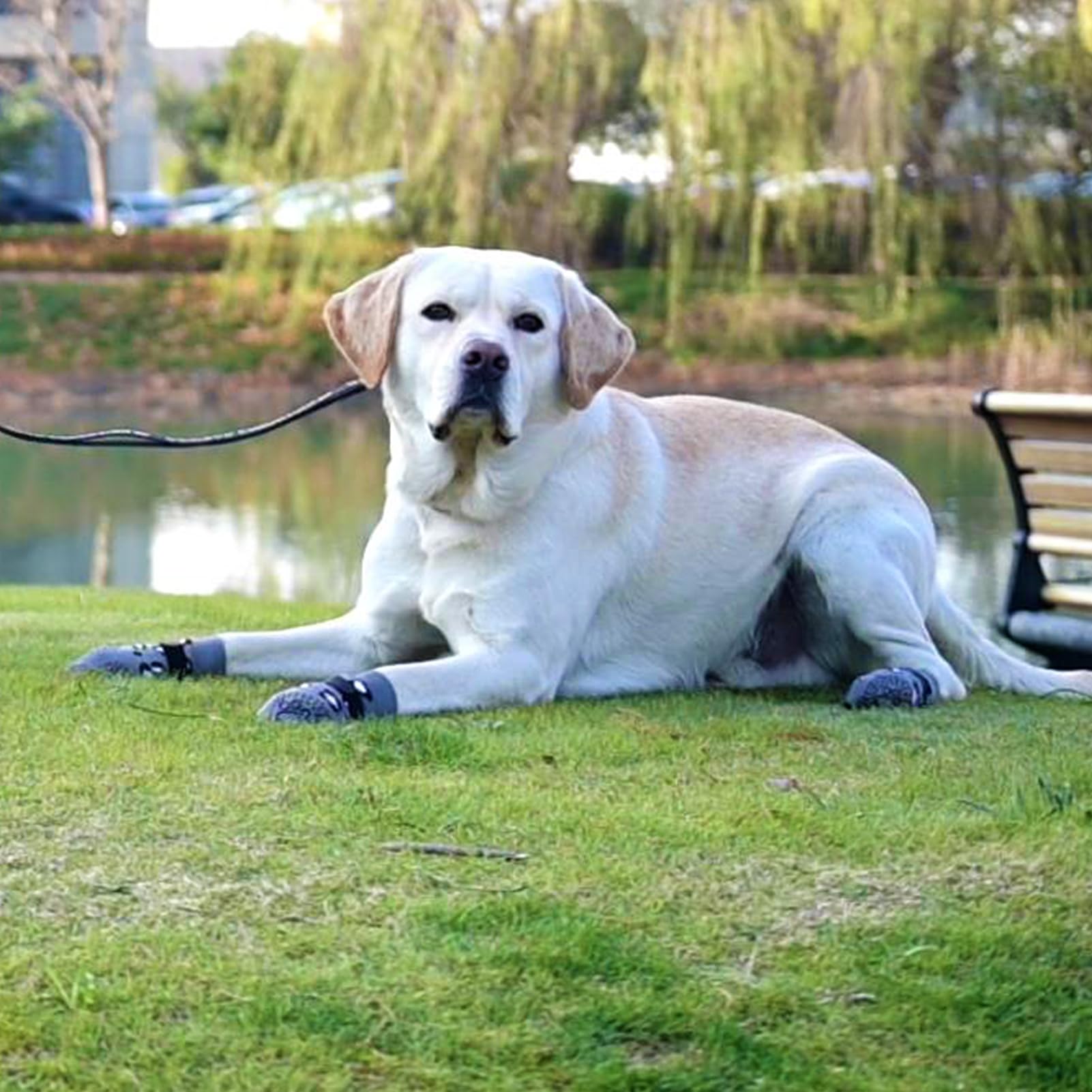 KOOLTAIL calcetines para perro talla media: cómodo y transpirable