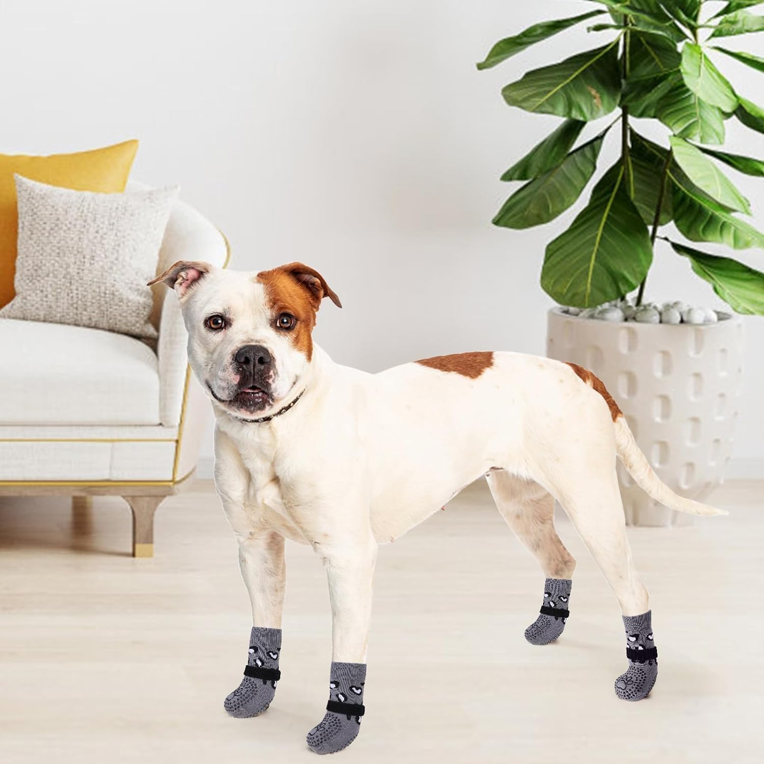 KOOLTAIL calcetines talla M para perros protegen patas y estilo