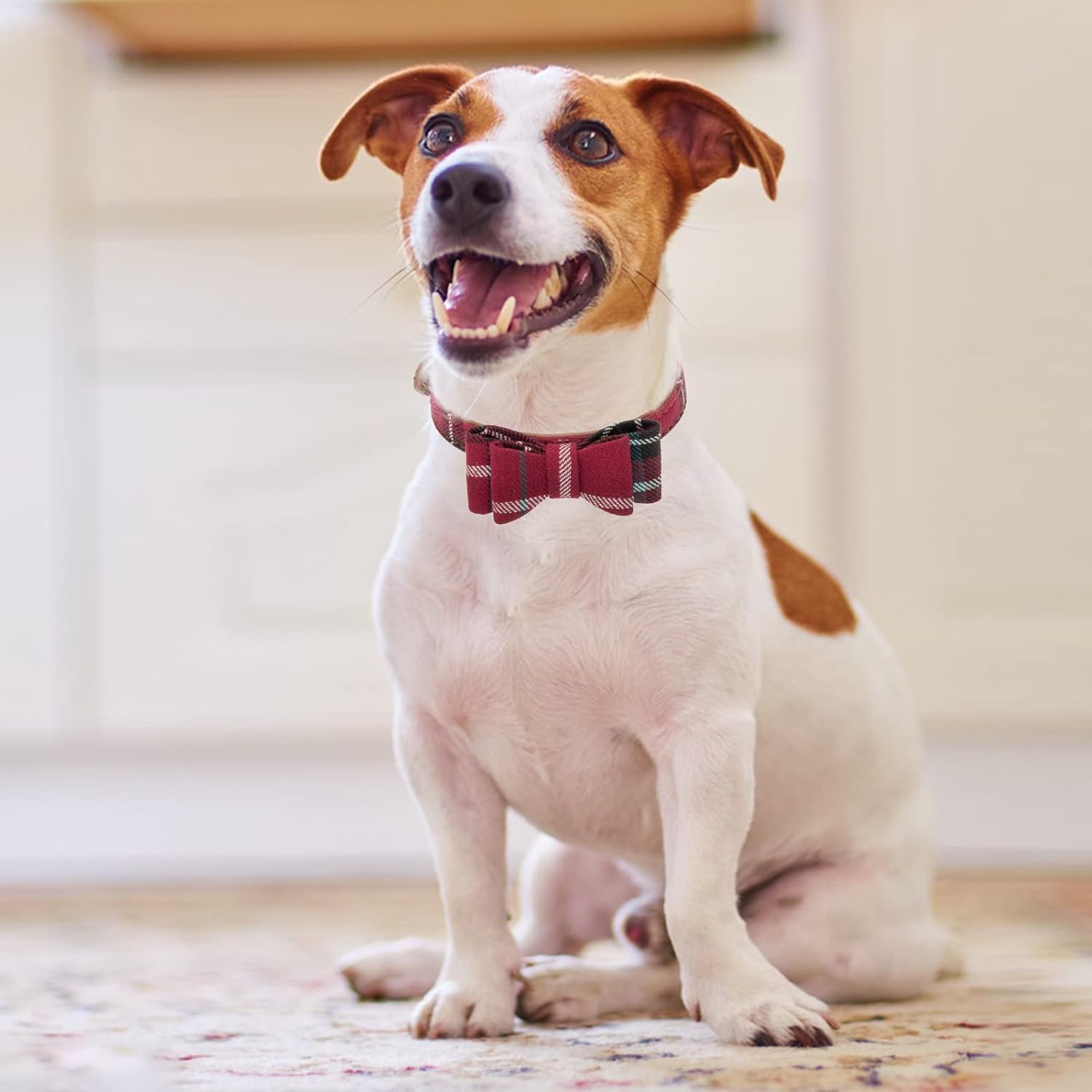 Paseos diarios más cómodos con KOOLTAIL para perros pequeños