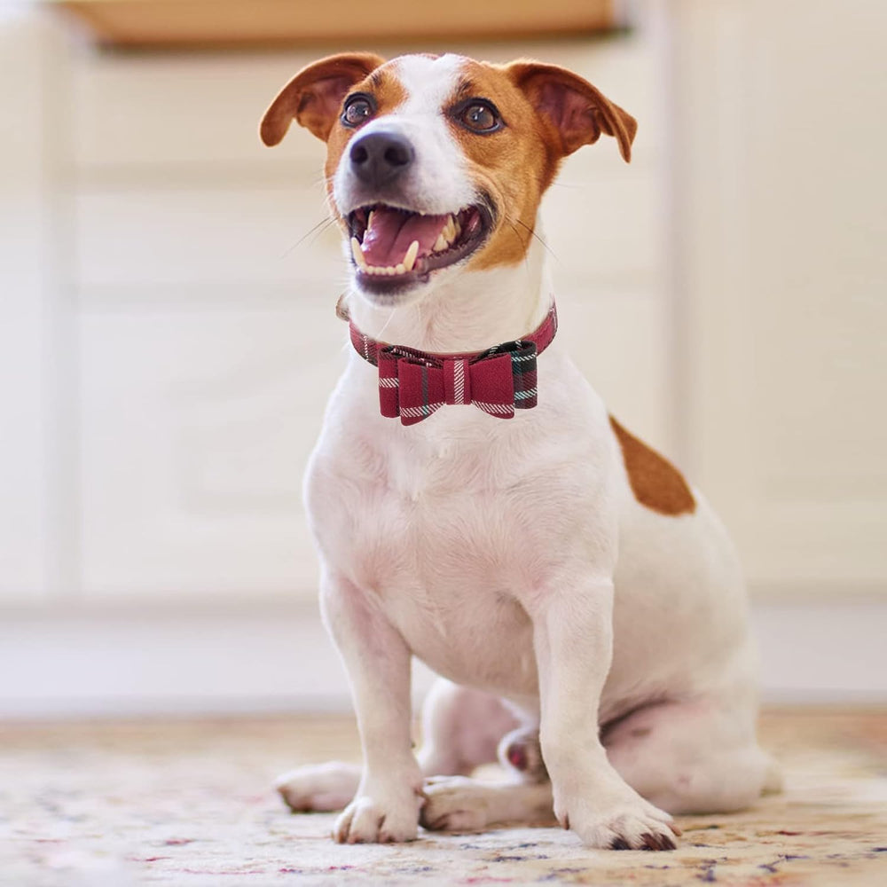 Paseos diarios más cómodos con KOOLTAIL para perros pequeños