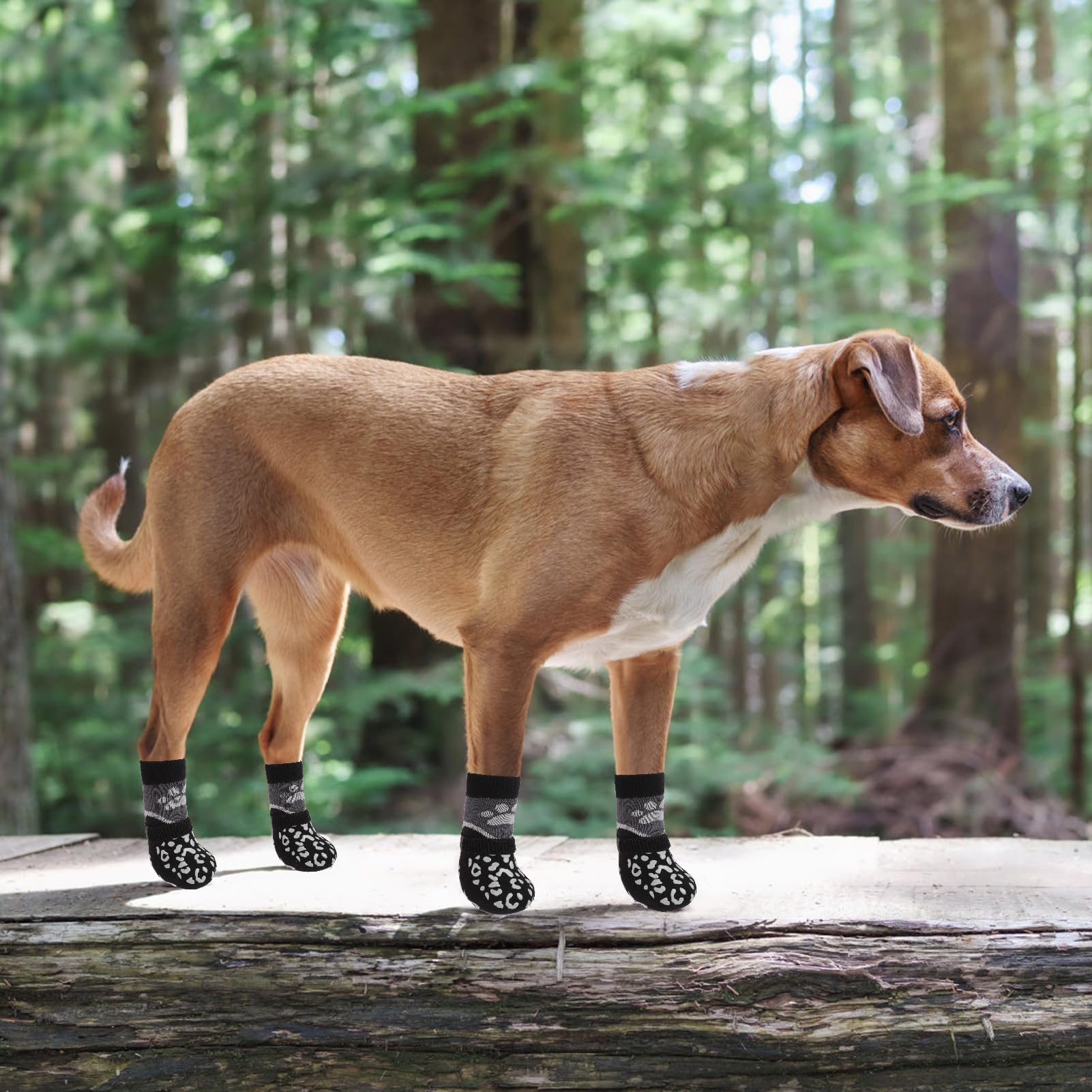 Protección de patas y suelos con KOOLTAIL en casa