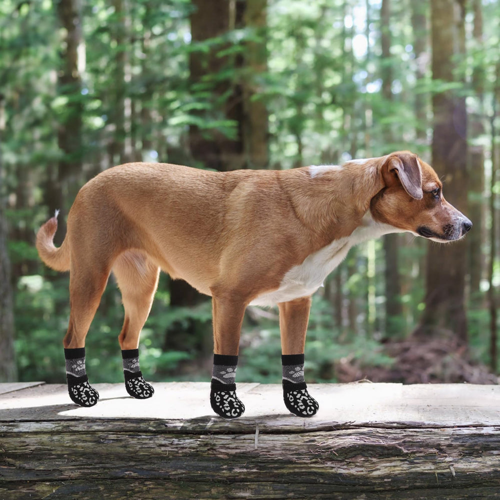 Protección de patas y suelos con KOOLTAIL en casa