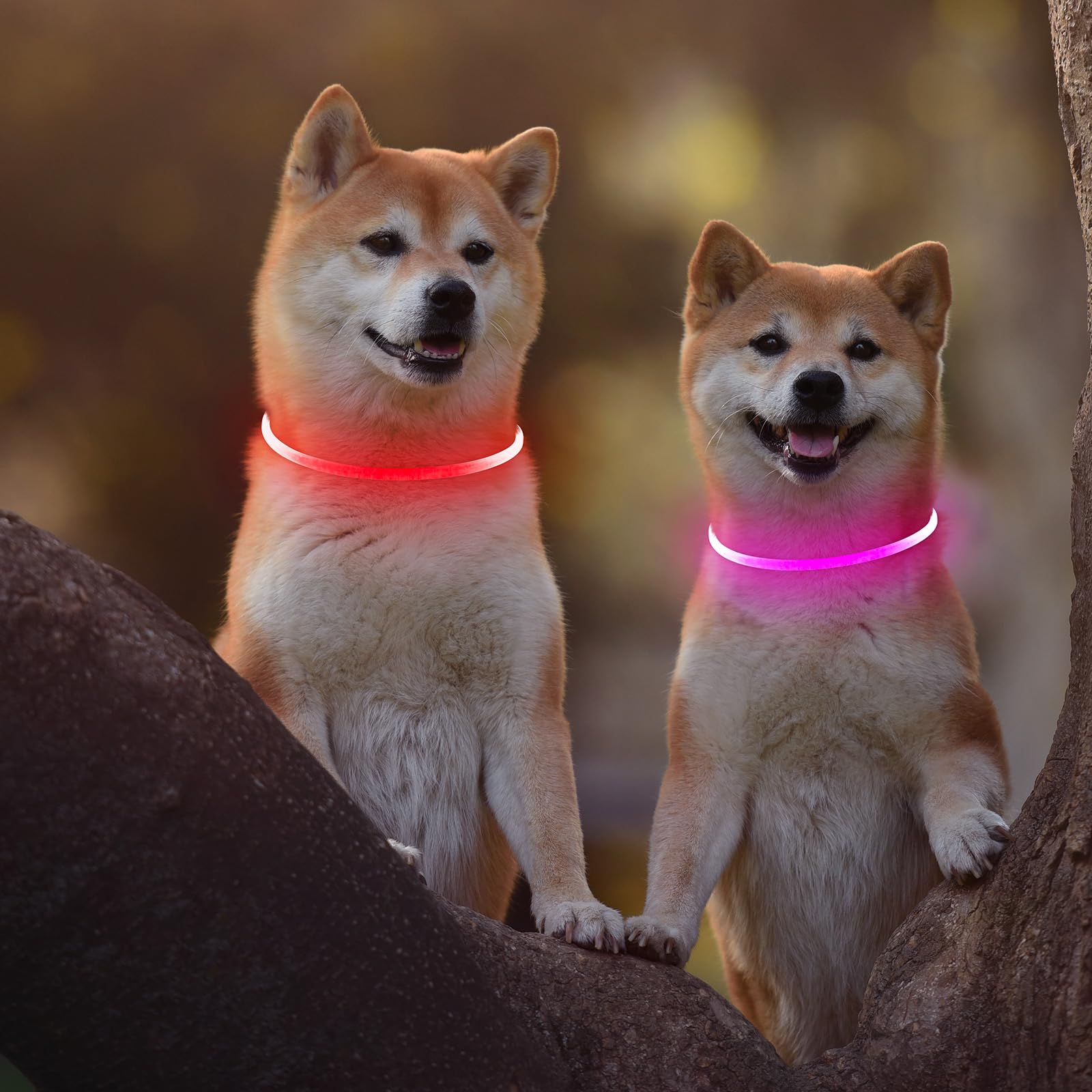 Kpuplol collar LED rosa ideal para paseos nocturnos.