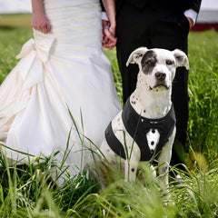 Kuoser Diseño Tuxedo Perro Arnes: estilo destacado para salidas.