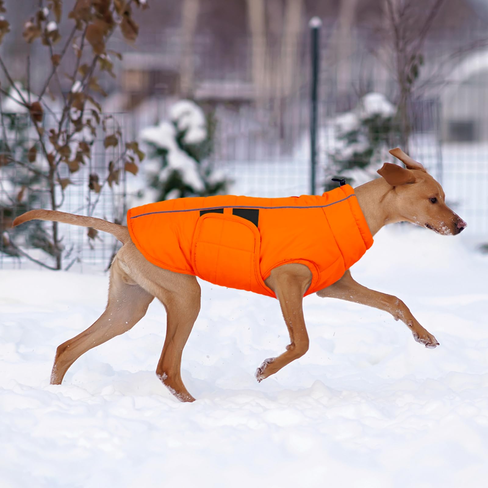 Kuoser guía de tallas para perros grandes, ajuste perfecto según la medida del pecho.