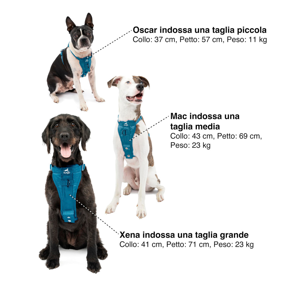 Dos puntos de anclaje Kurgo para caminar o entrenamiento sin tirar