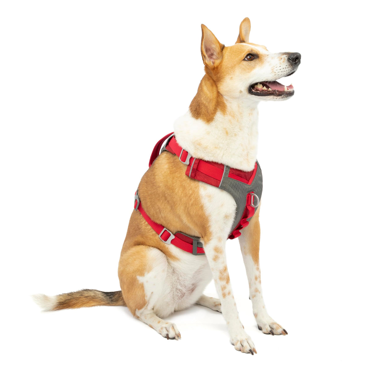 Kurgo Journey Air arnés para perro activo, ajuste seguro para senderismo.