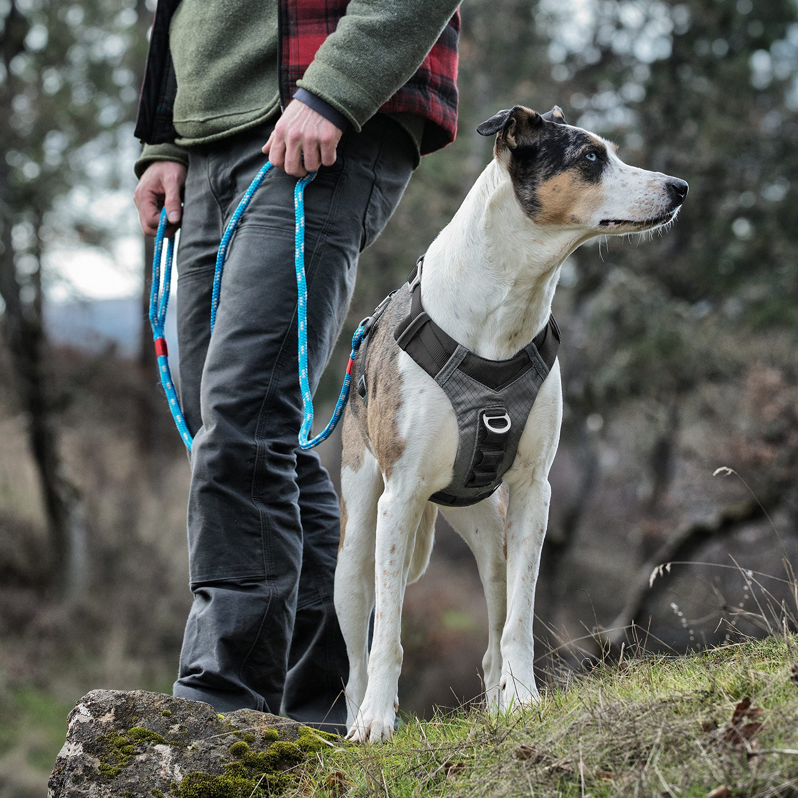Kurgo Journey Air: ribete reflectivo para mayor visibilidad en salidas nocturnas.