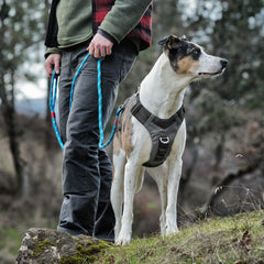 Kurgo Journey Air: ribete reflectivo para mayor visibilidad en salidas nocturnas.