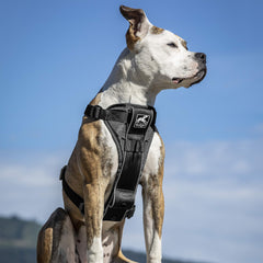 Kurgo Tru-Fit Arnés con almohadilla de pecho para mayor confort durante caminatas diarias.