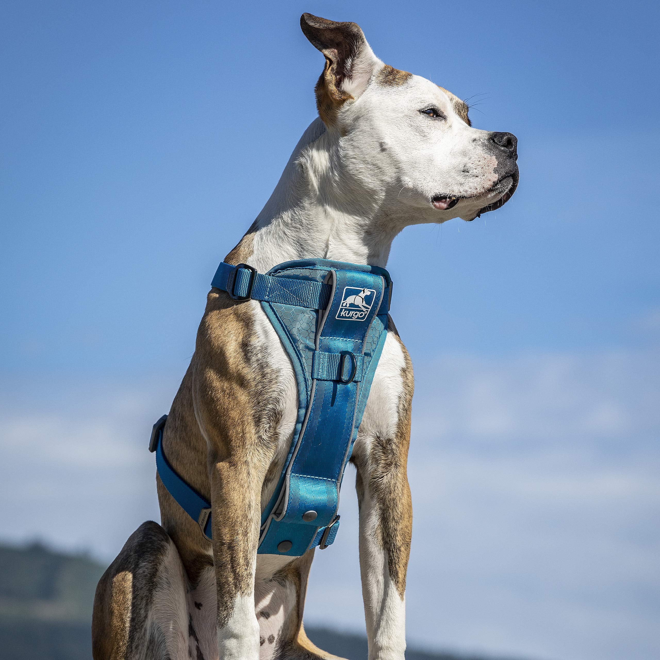 Kurgo Tru-Fit Arnés: anilla para cinturón de seguridad para viajar con tu perro.