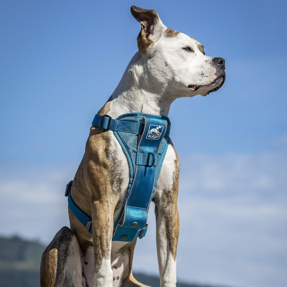 Kurgo Tru-Fit Arnés: anilla para cinturón de seguridad para viajar con tu perro.