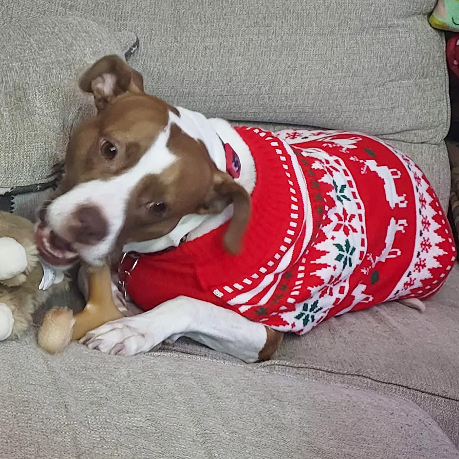 KYEESE talla extragrande garantiza ajuste cómodo para perros grandes