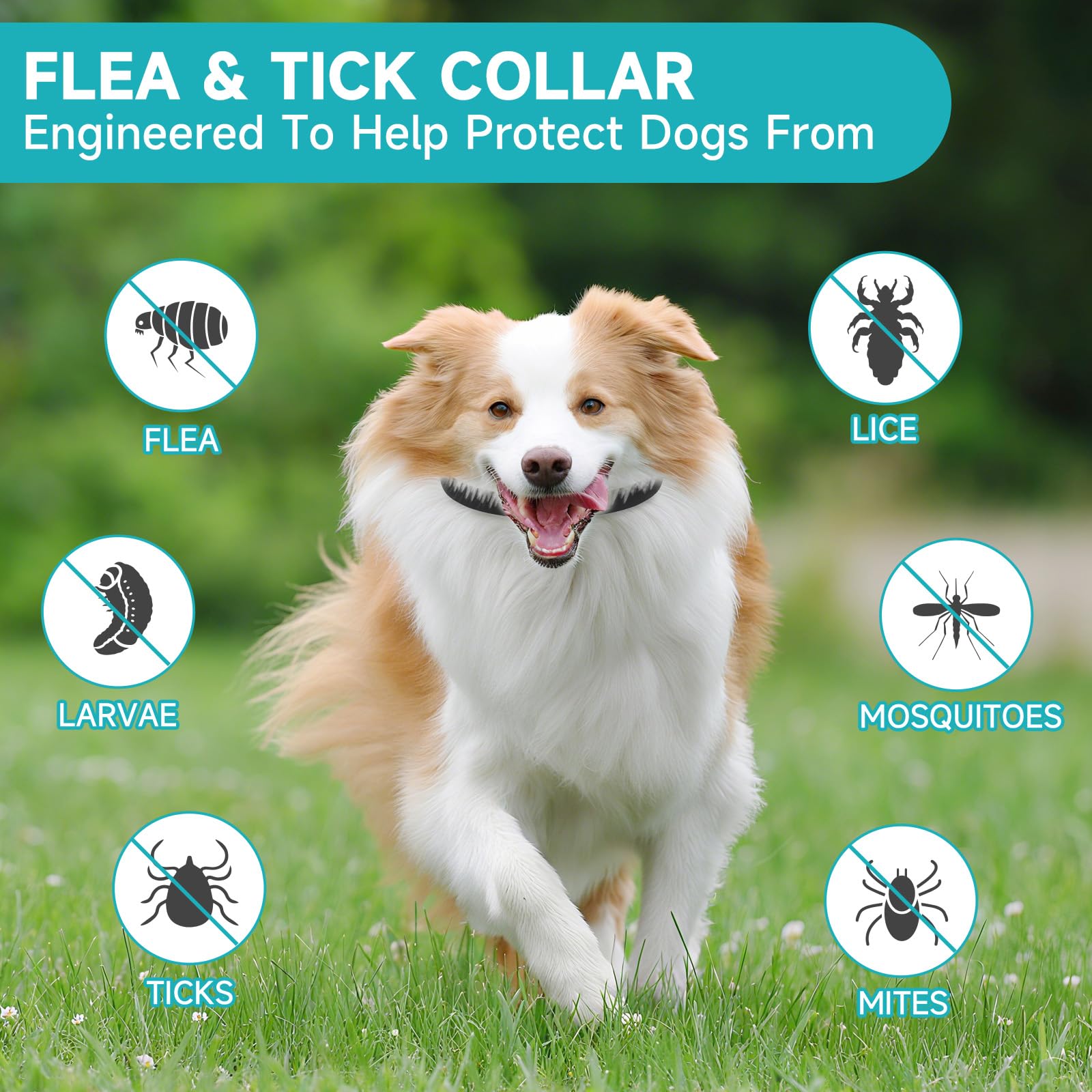 KYGNE collar antipulgas, 32 meses de protección, ideal para temporadas de pulgas