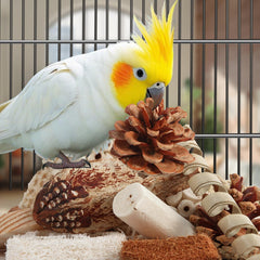 Juguetes Kyouki para aves: cascara de coco para explorar superficies nuevas.