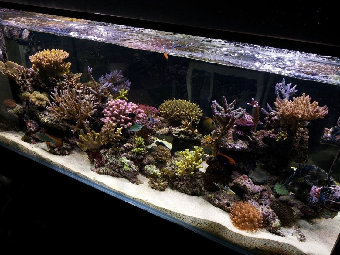 KZKR luz no apta para sumergir; usar fuera del agua