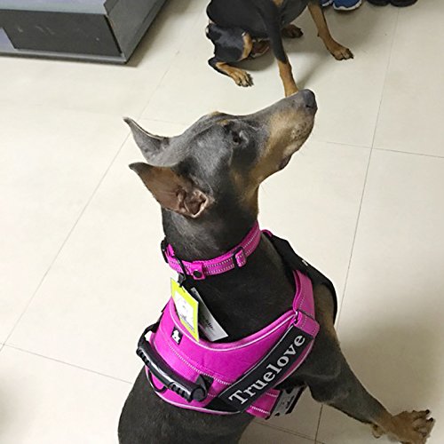 Aro en zinc de La La Pet para enganchar la correa de forma segura.