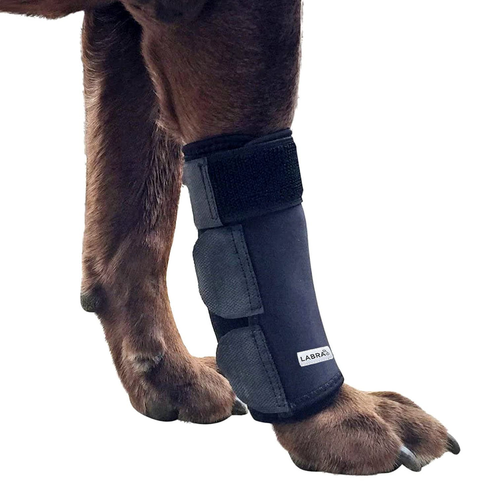 Labra banda compresión pata delantera, protege zonas sensibles del perro
