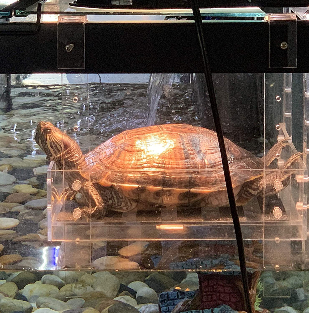 LaBrinx Designs rampa tortuga acuario cristal, acceso fácil fuera del agua