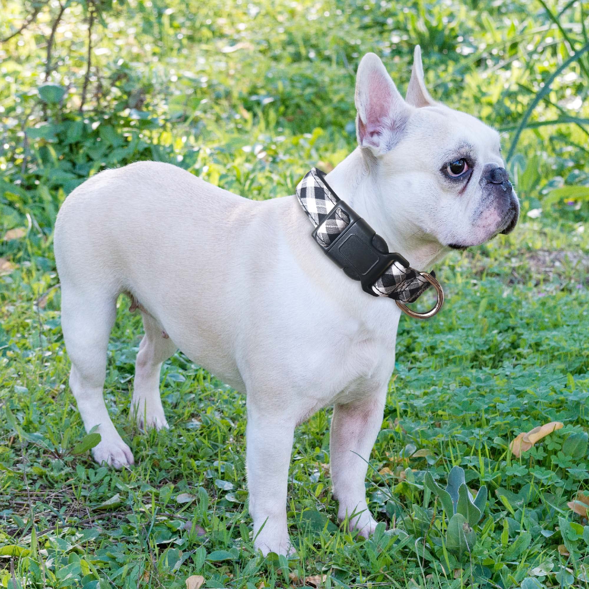Ladoogo collar con anilla D de metal para seguridad