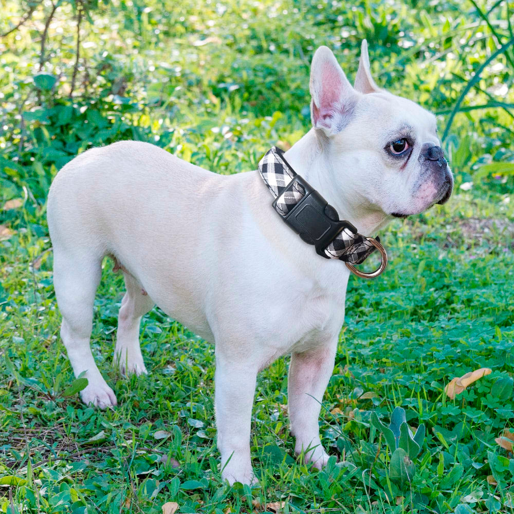 Ladoogo collar con anilla D de metal para seguridad