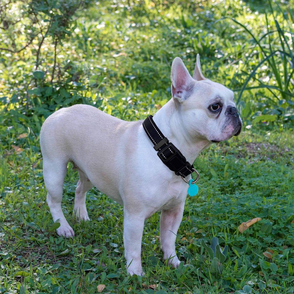Collar Ladoogo con hilos reflectantes para mayor visibilidad.