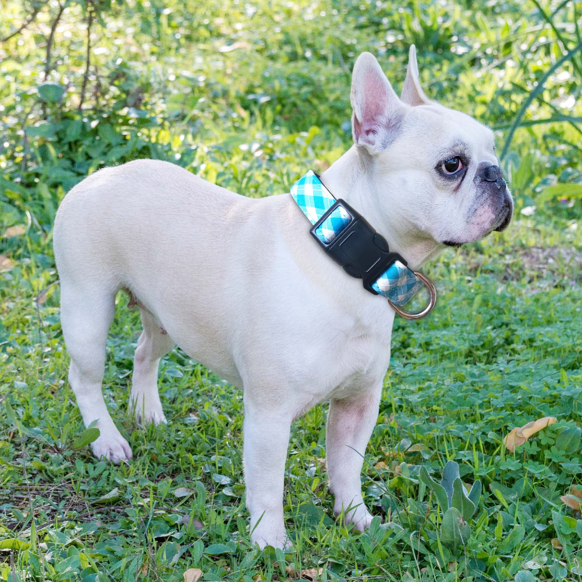 Correa de perro Ladoogo de 5 pies con mango acolchado para control