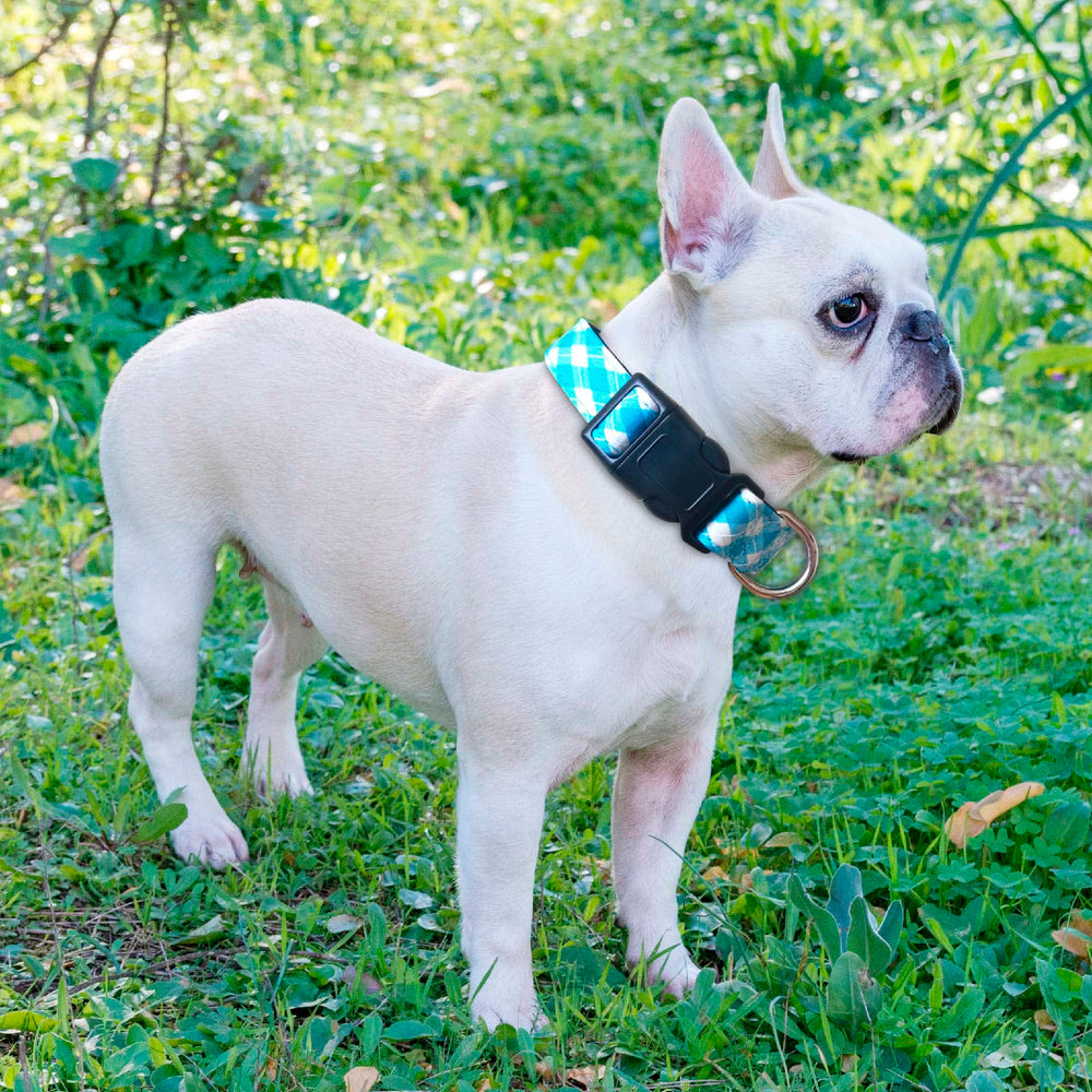 Correa de perro Ladoogo de 5 pies con mango acolchado para control
