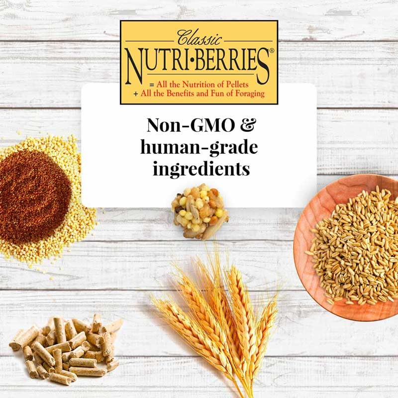 Ingredientes no modificados genéticamente y grado humano en Nutri-Berries para periquitos.