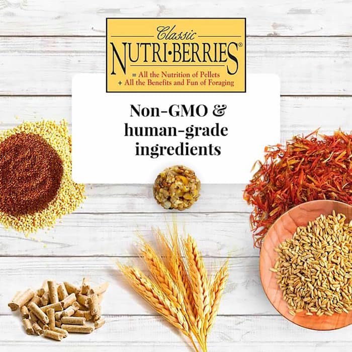 Lafeber's Nutri-Berries en tubo abierto, muestra porciones listas para aves.