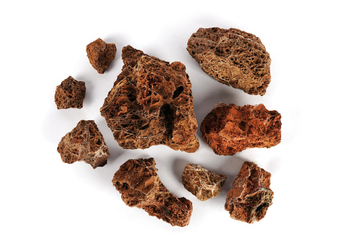 LANDEN piedras con hojas de arce en acuario, ideal para musgos y epífitos.