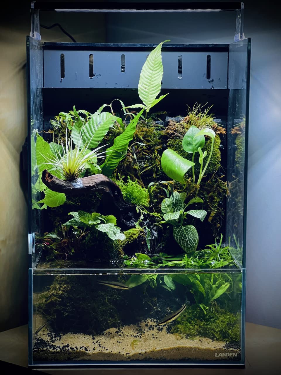 LANDEN Panna driftwood sostiene sustrato, decoración estable.
