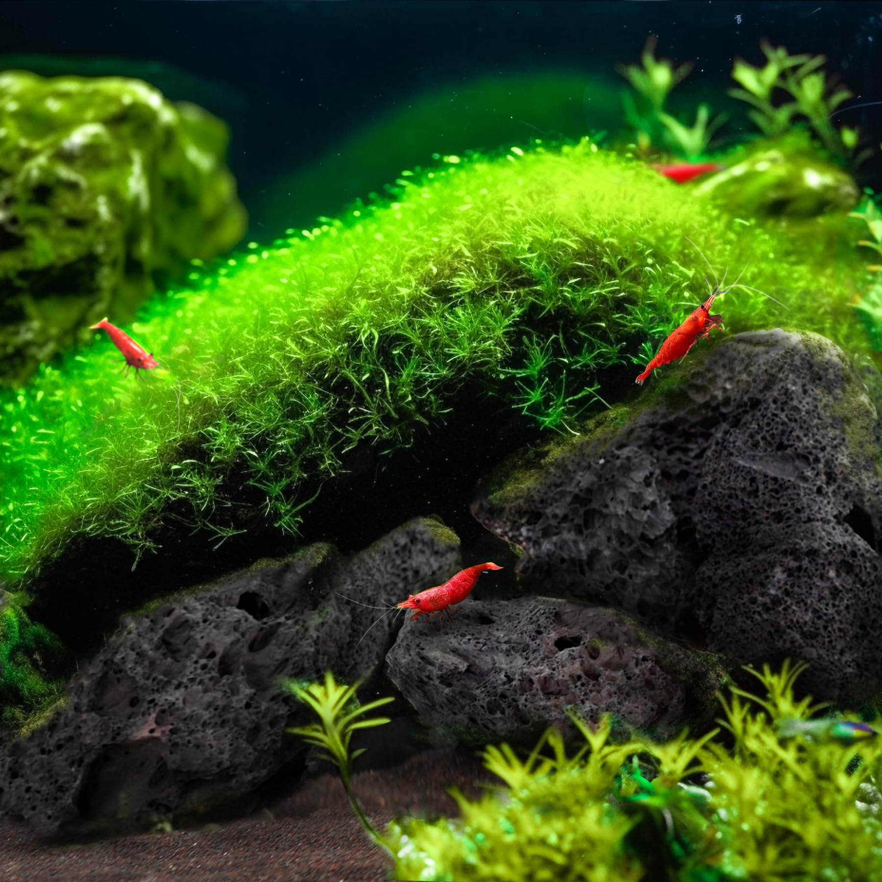 LANDEN lava negra porosa para filtración natural y limpieza del agua.