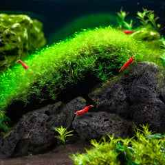 LANDEN lava negra porosa para filtración natural y limpieza del agua.