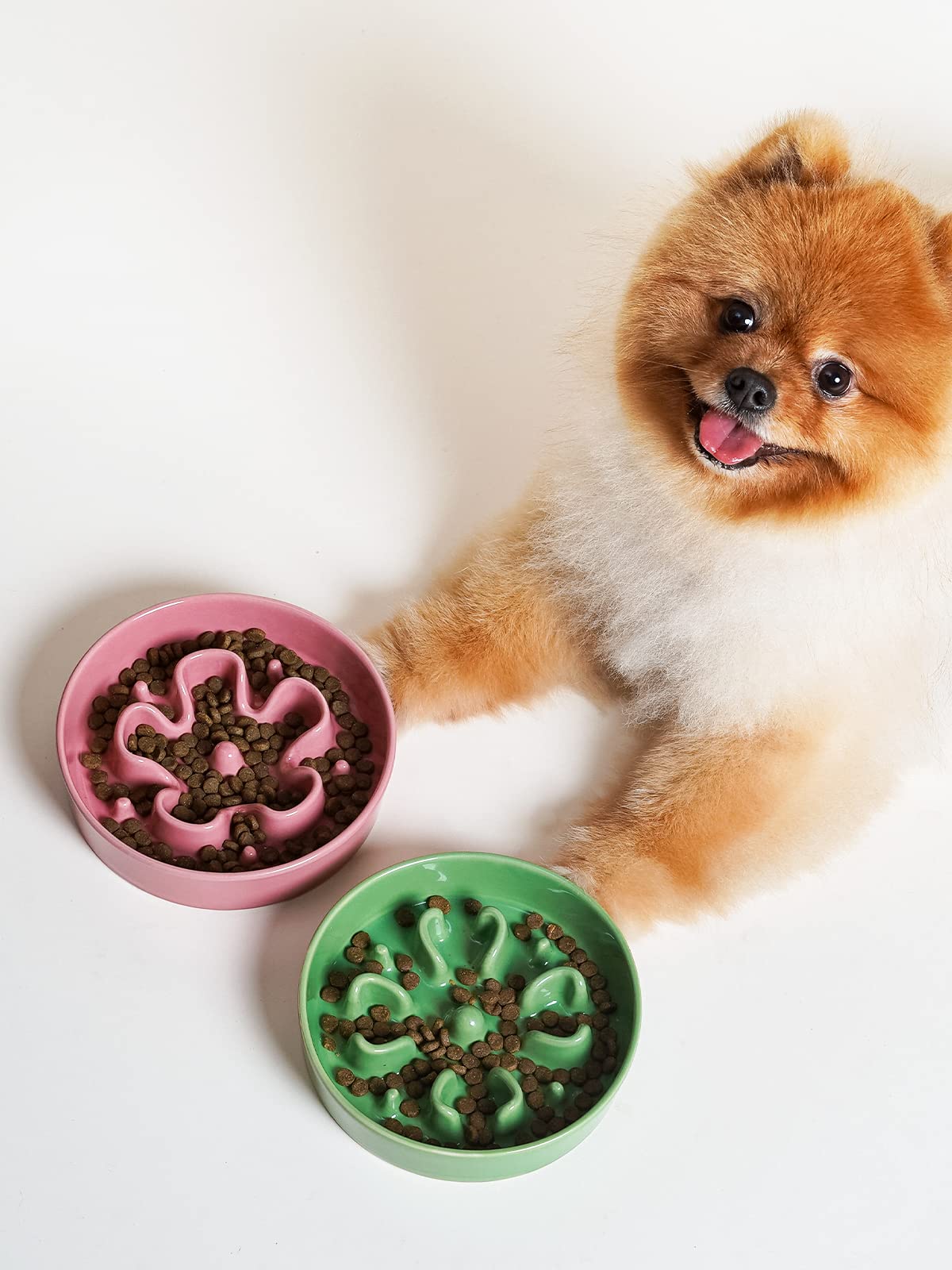 LE TAUCI apto para perros y gatos pequeños en un mismo hogar