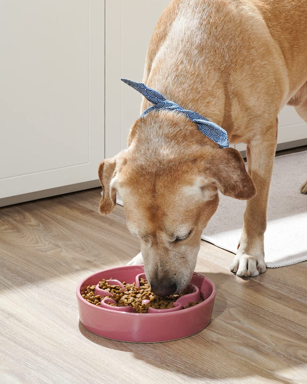 LE TAUCI cuenco cerámico sin plástico para perros, seguro y duradero.