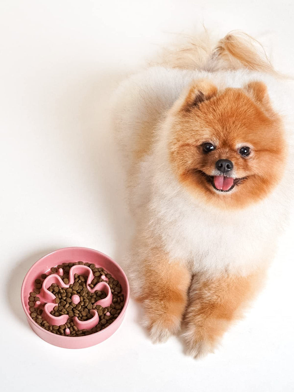 LE TAUCI compatible con perros y gatos pequeños para alimentación lenta.