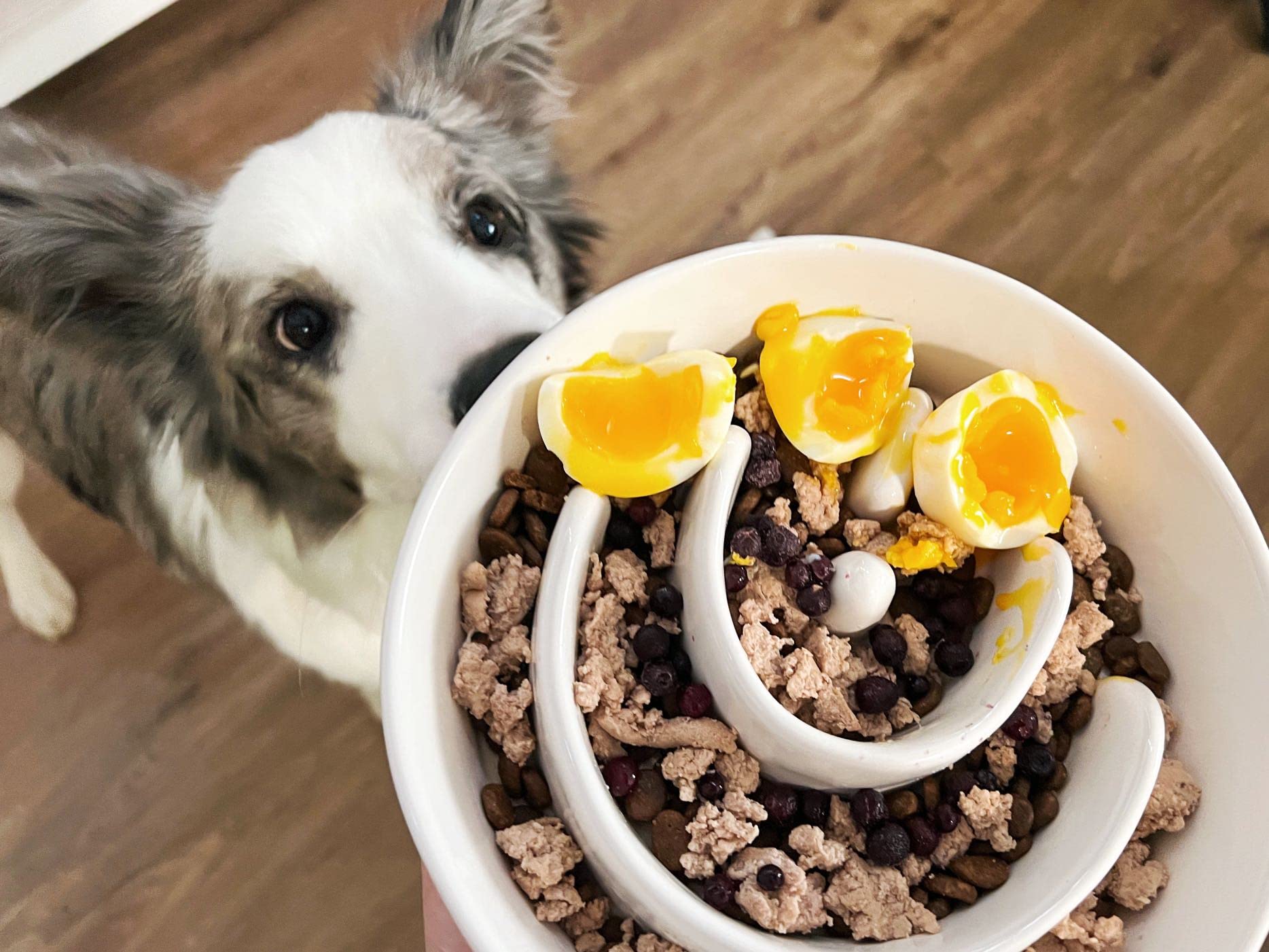LE TAUCI PET tazón lento cerámico plano superior, muestra diseño laberinto