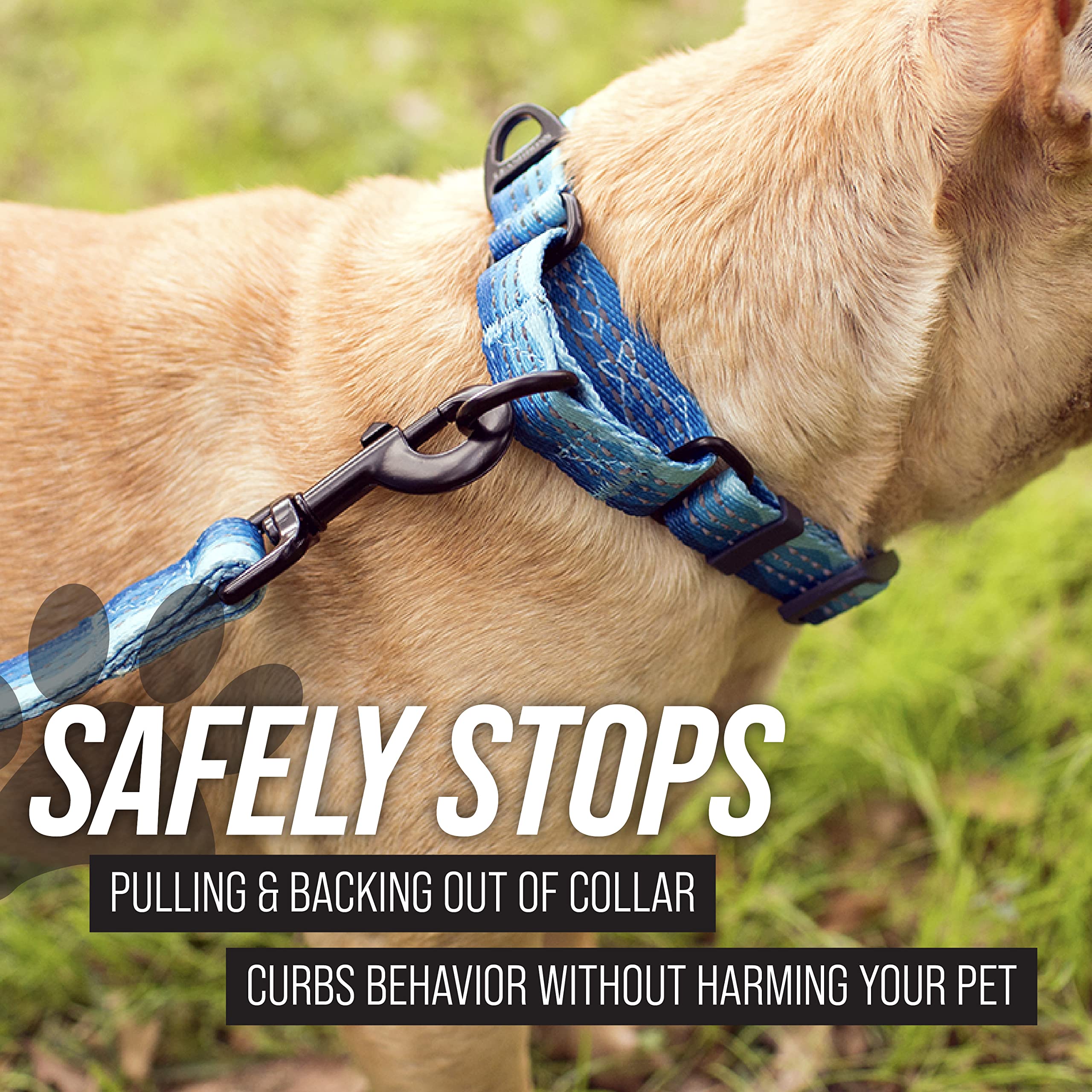 Múltiples puntos de sujeción en el collar Leash Boss martingale para versatilidad.